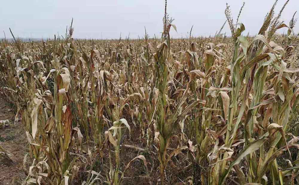 炭氣聯產是什么工藝 生物質炭氣聯產設備介紹